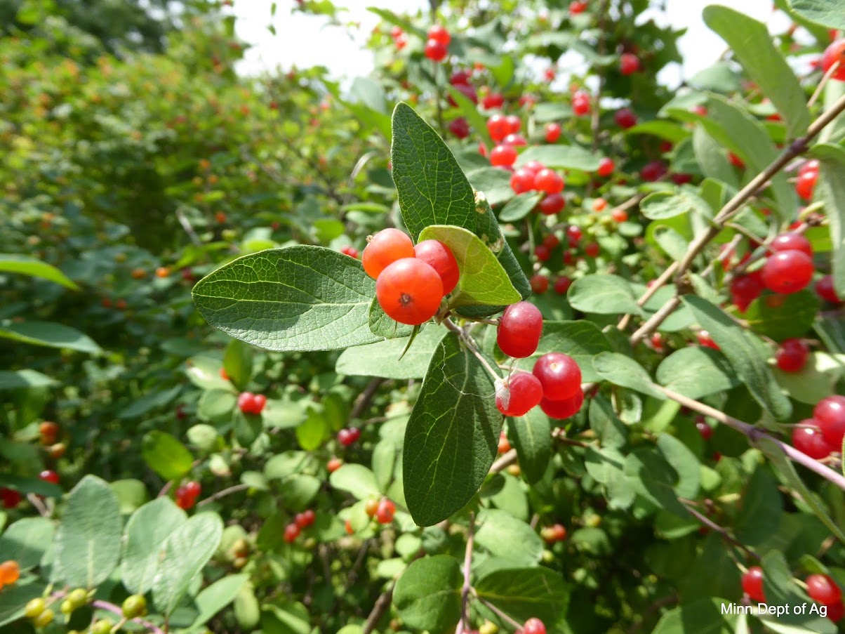 October Weed of the Month Nonnative Bush Honeysuckles in Minnesota